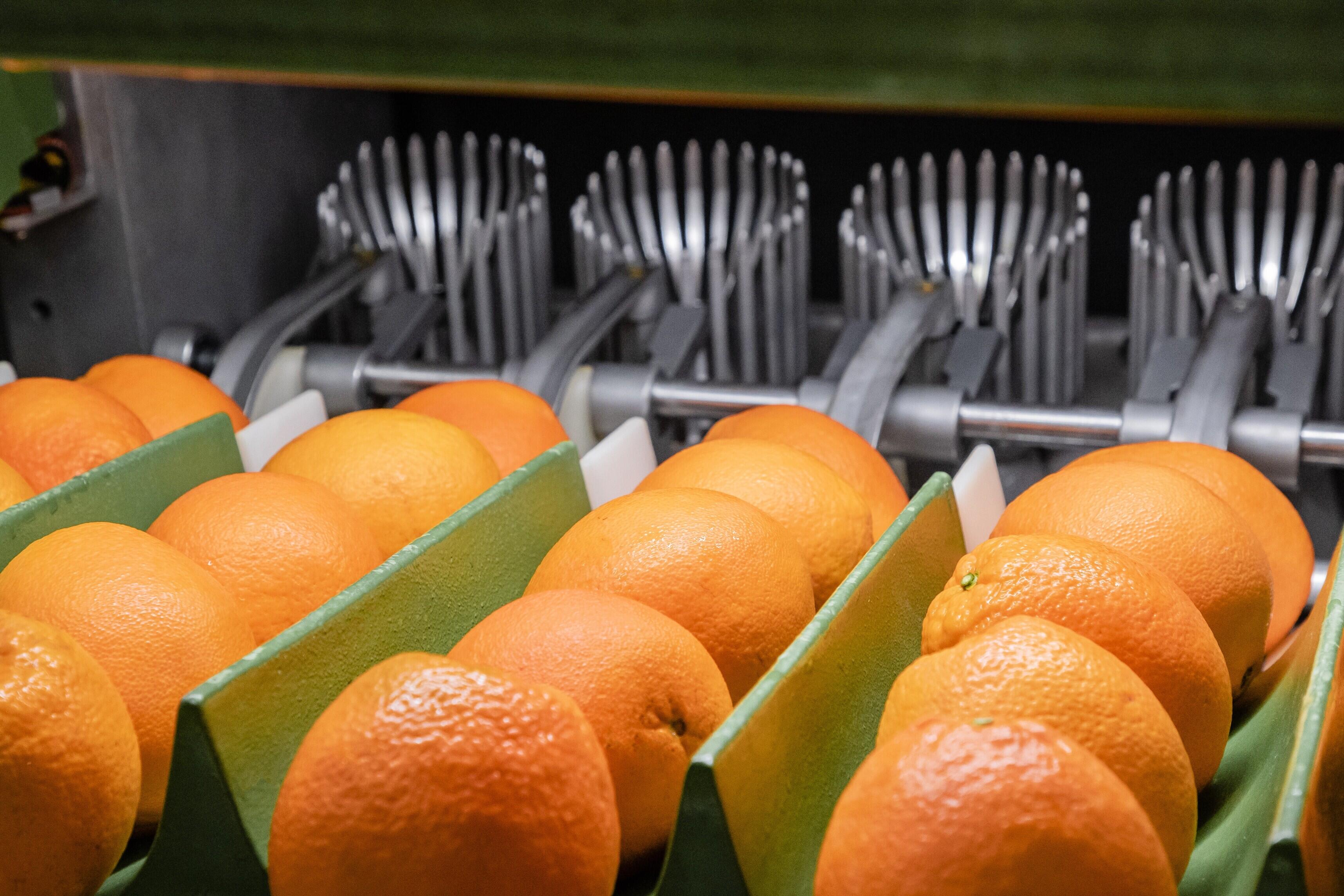Close-up of fresh oranges on a grading line