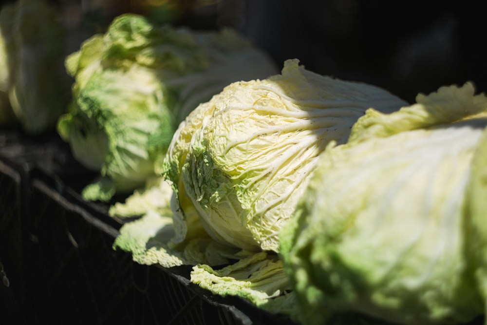 Chinese Cabbage