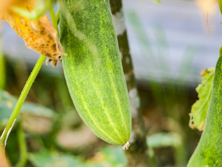 Cucumber