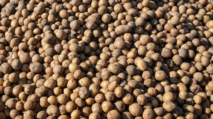 Potato